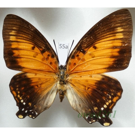 Charaxes zingha (Stoll, 1780) female C.A.R. 68mm55a
